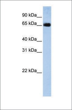 Anti-SLC22A13 antibody produced in rabbit affinity isolated antibody