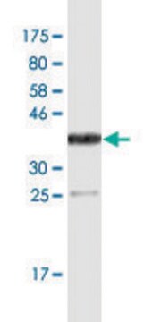 Monoclonal Anti-F3 antibody produced in mouse clone 4G4, ascites fluid