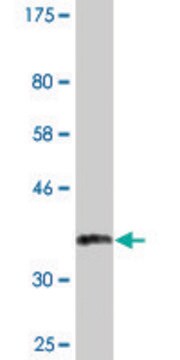 Monoclonal Anti-GATA1 antibody produced in mouse clone 3G6, purified immunoglobulin, buffered aqueous solution