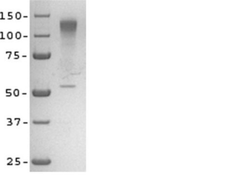 Sema3A Recombinant Protein
