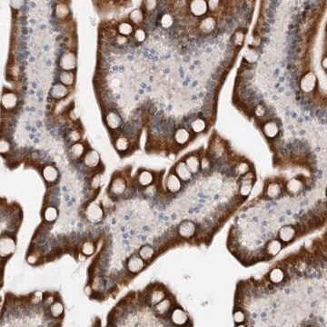 Anti-PCMTD1 antibody produced in rabbit Prestige Antibodies&#174; Powered by Atlas Antibodies, affinity isolated antibody, buffered aqueous glycerol solution