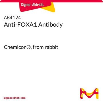 Anti-FOXA1 Antibody Chemicon&#174;, from rabbit