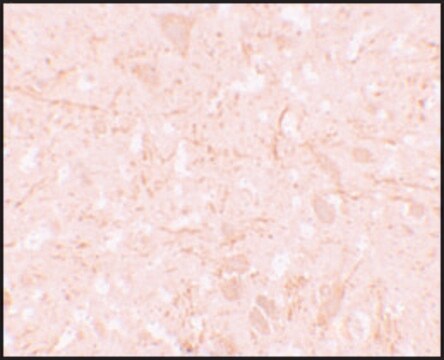 Anti-NALP12 antibody produced in rabbit affinity isolated antibody, buffered aqueous solution