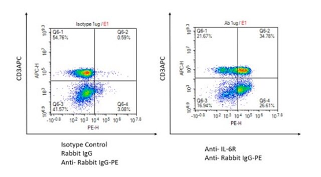 Anti-IL-6R Antibody, clone 1D19 ZooMAb&#174; Rabbit Monoclonal recombinant, expressed in HEK 293 cells