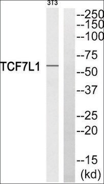 Anti-TCF7L1 antibody produced in rabbit affinity isolated antibody