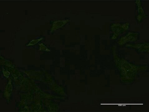 Monoclonal Anti-DCBLD2 antibody produced in mouse clone 3G10, purified immunoglobulin, buffered aqueous solution