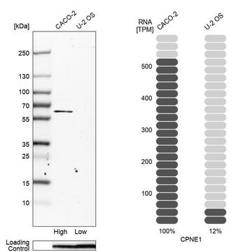Anti-CPNE1 antibody produced in rabbit Prestige Antibodies&#174; Powered by Atlas Antibodies, affinity isolated antibody