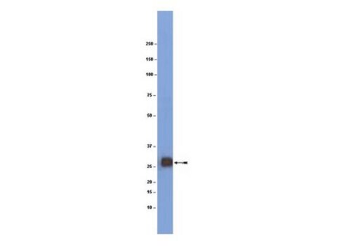 Anti-Myelin Oligodendrocyte Glycoprotein (MOG) Antibody clone 8-18C5, Chemicon&#174;, from mouse