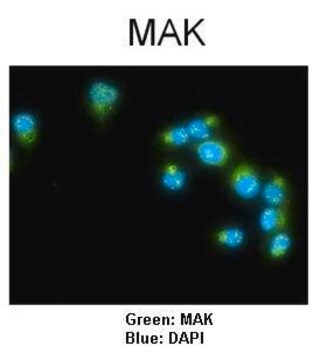 Anti-MAK antibody produced in rabbit affinity isolated antibody