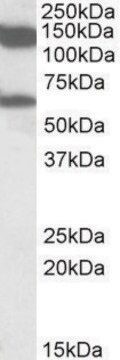 Anti-MLLT10 antibody produced in goat affinity isolated antibody, buffered aqueous solution