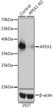 Anti-APEX1 antibody produced in rabbit