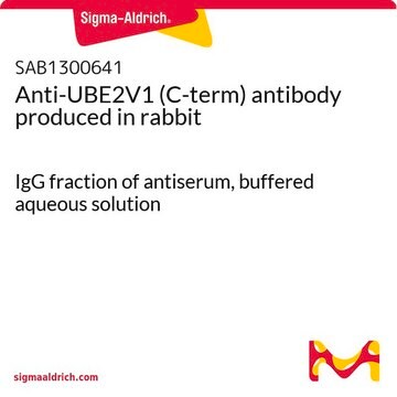 Anti-UBE2V1 (C-term) antibody produced in rabbit IgG fraction of antiserum, buffered aqueous solution