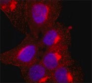 Anti-Granulin (C-terminal) antibody produced in rabbit ~1.0&#160;mg/mL, affinity isolated antibody