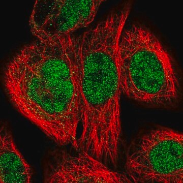 Anti-ERCC3 antibody produced in rabbit Prestige Antibodies&#174; Powered by Atlas Antibodies, affinity isolated antibody