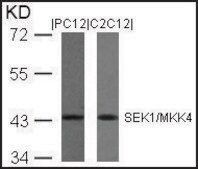 Anti-MAP2K4 (Ab-80) antibody produced in rabbit affinity isolated antibody