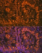 Anti-SRD5A2 antibody produced in rabbit