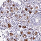 Anti-LTF antibody produced in rabbit Prestige Antibodies&#174; Powered by Atlas Antibodies, affinity isolated antibody, buffered aqueous glycerol solution