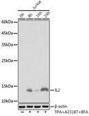 Anti-IL2 antibody produced in rabbit