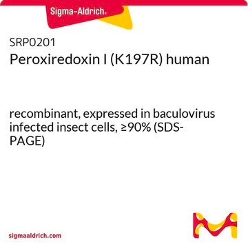 Peroxiredoxin I (K197R) human recombinant, expressed in baculovirus infected insect cells, &#8805;90% (SDS-PAGE)