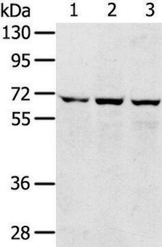 Anti-SLC5A9 affinity isolated antibody