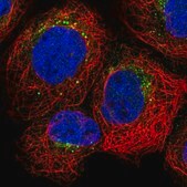 Anti-GRN antibody produced in rabbit Prestige Antibodies&#174; Powered by Atlas Antibodies, affinity isolated antibody, buffered aqueous glycerol solution