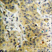 Anti-phospho-PLD2 (pTyr169) antibody produced in rabbit affinity isolated antibody