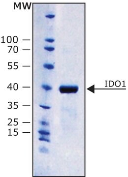 IDO1, human recombinant, expressed in E. coli, lyophilized powder, His tagged