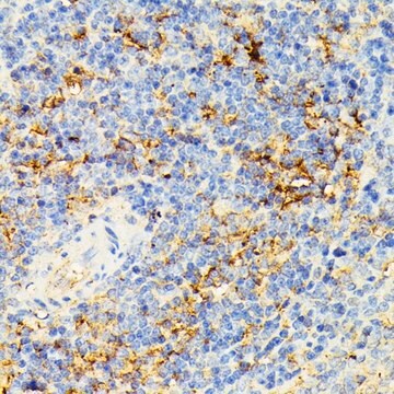 Anti- ECE1 antibody produced in rabbit