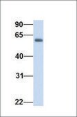 Anti-DHCR24 antibody produced in rabbit affinity isolated antibody