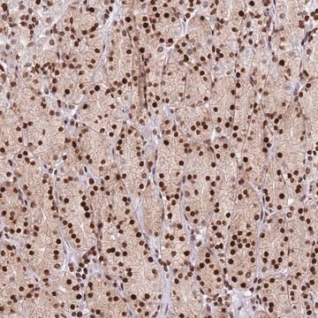 Anti-AK9 antibody produced in rabbit Prestige Antibodies&#174; Powered by Atlas Antibodies, affinity isolated antibody, buffered aqueous glycerol solution