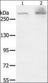 Anti-HSPG2 antibody produced in rabbit affinity isolated antibody