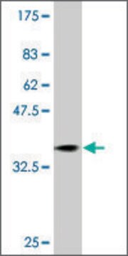 Monoclonal Anti-RAB31 antibody produced in mouse clone 1C6, purified immunoglobulin, buffered aqueous solution