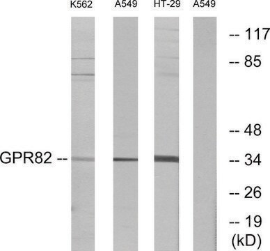 Anti-GPR82 antibody produced in rabbit affinity isolated antibody