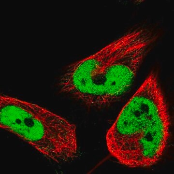 Anti-HNRNPH2 antibody produced in rabbit Prestige Antibodies&#174; Powered by Atlas Antibodies, affinity isolated antibody