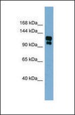 Anti-TRPA1 antibody produced in rabbit affinity isolated antibody