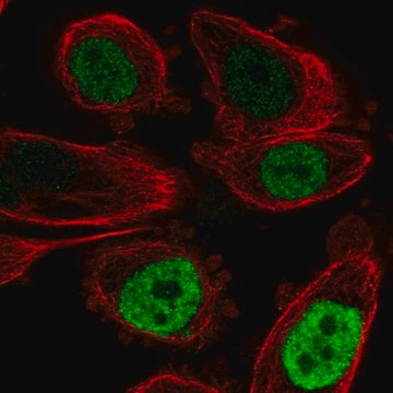 Anti-CEBPB antibody produced in rabbit Prestige Antibodies&#174; Powered by Atlas Antibodies, affinity isolated antibody