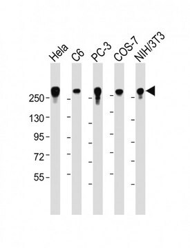 [KO Validated]Anti-CD44 antibody produced in mouse [Knockout Validated]purified monoclonal antibody, buffered aqueous solution
