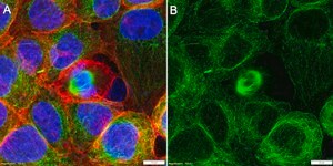 Anti-TUBB6 Antibody, clone 1F12 ZooMAb&#174; Rabbit Monoclonal recombinant, expressed in HEK 293 cells