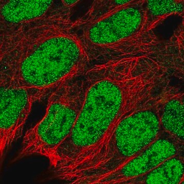 Anti-RBX1 antibody produced in rabbit Prestige Antibodies&#174; Powered by Atlas Antibodies, affinity isolated antibody, buffered aqueous glycerol solution