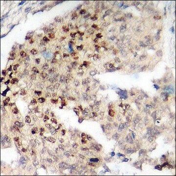 Anti-phospho-Akt1 (pThr450) antibody produced in rabbit affinity isolated antibody