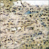 Anti-phospho-HRS (pTyr334) antibody produced in rabbit affinity isolated antibody