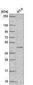 Anti-PPARG antibody produced in rabbit Prestige Antibodies&#174; Powered by Atlas Antibodies, affinity isolated antibody