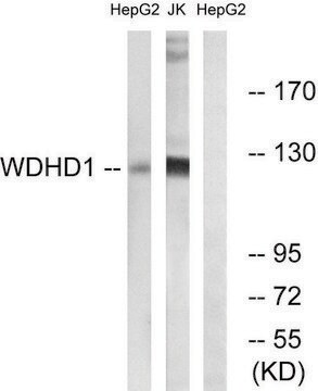 Anti-WDHD1 antibody produced in rabbit affinity isolated antibody