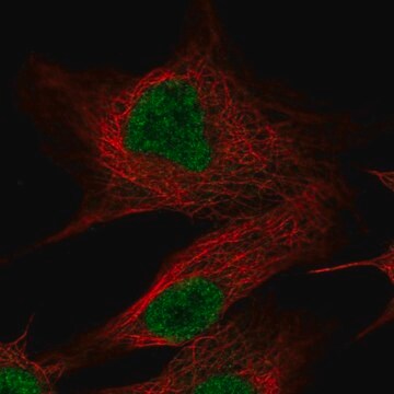 Anti-OLFM2 antibody produced in rabbit Prestige Antibodies&#174; Powered by Atlas Antibodies, affinity isolated antibody