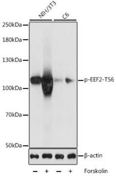 Anti-Phospho-EEF2-T56 antibody produced in rabbit