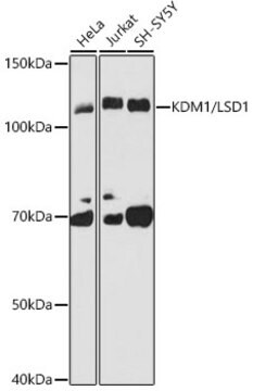 Anti-KDM1 / LSD1 Antibody, clone 7R10X6, Rabbit Monoclonal