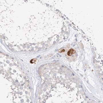 Anti-ZZEF1 antibody produced in rabbit Prestige Antibodies&#174; Powered by Atlas Antibodies, affinity isolated antibody, buffered aqueous glycerol solution, ab2