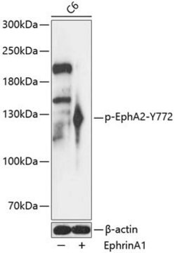 Anti-Phospho-EphA2-Y772 antibody produced in rabbit