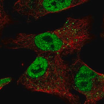 Anti-ZNF341 antibody produced in rabbit Prestige Antibodies&#174; Powered by Atlas Antibodies, affinity isolated antibody