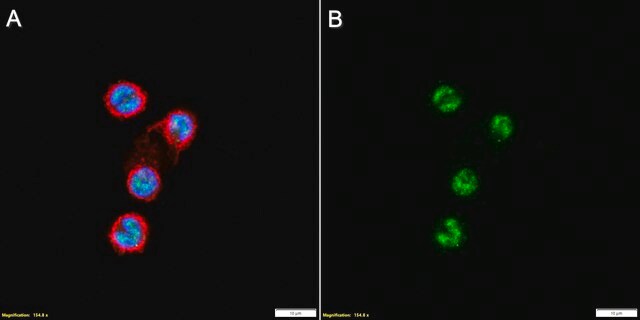 Anti-TBX21 Antibody, clone 1B21 ZooMAb&#174; Rabbit Monoclonal recombinant, expressed in HEK 293 cells